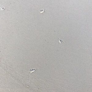 Meet your Posher, Brad